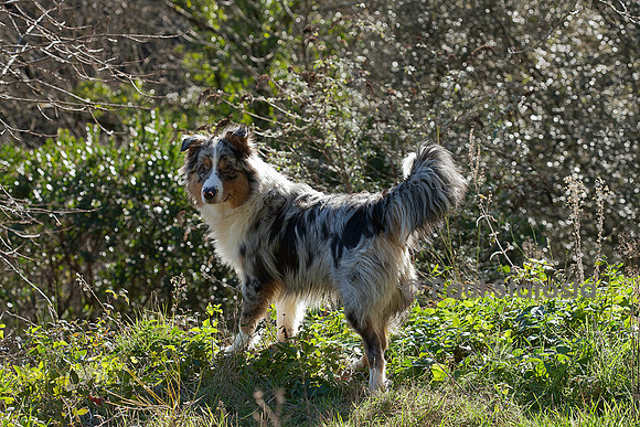 Canis lupus familiaris (chien Berger australien) - bleu merle