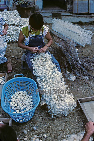 Elevage de vers à soie - récolte des cocons