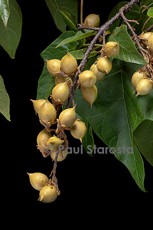 Paulownia tomentosa (paulownia, paulownia impérial) - fruits