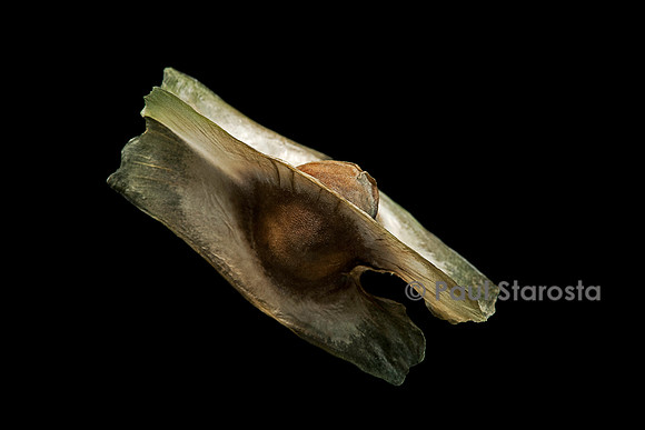 Moringa ovalifolia (arbre de la vie)