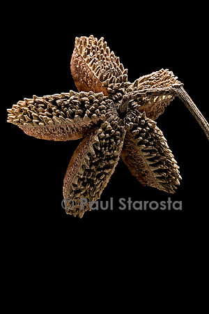 Flindersia australis (crows ash) - fruit