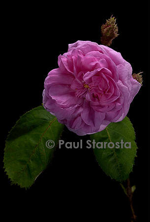 Rosa X centifolia muscosa ‘Malvina’