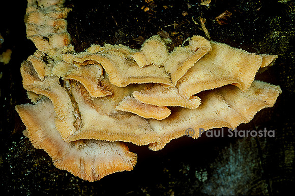 Phlebia tremellosa (mérule tremblante)