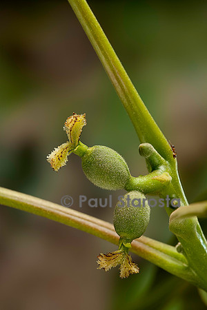 Juglans regia (noyer) - fleurs femelles