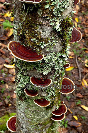 Gloeophyllum sepiarium (lenzite des clôtures)