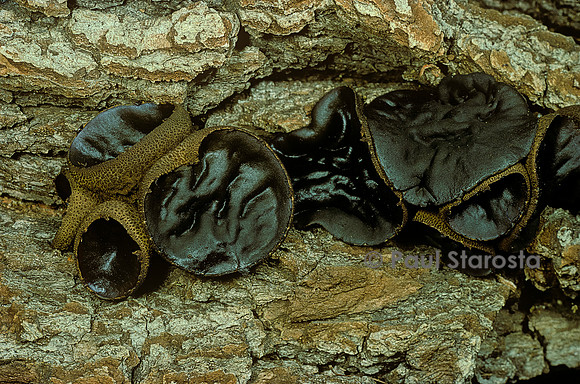 Bulgaria inquinans (bulgarie salissante, bulgarie noire)