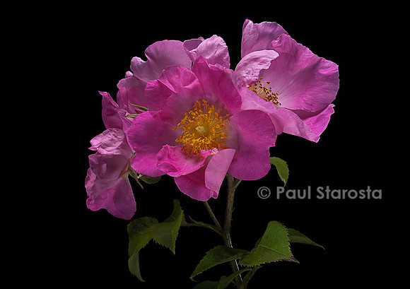 Rosa gallica var. velutinæflora
