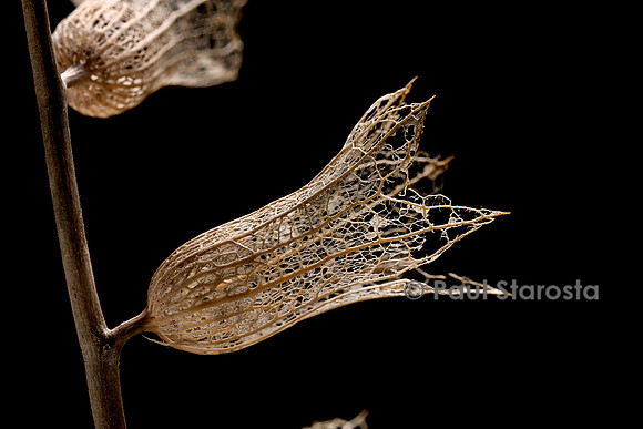 Hyoscyamus albus (jusquiame blanche) - fruit