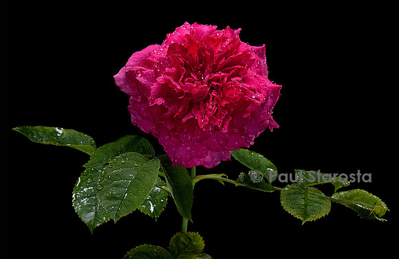 Rosa X centifolia ‘Paul Ricault’