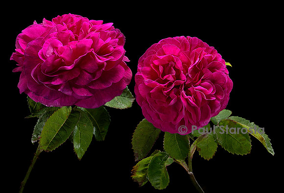 Rosa gallica ‘Ville de Londres’
