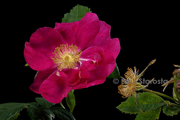 Rosa gallica