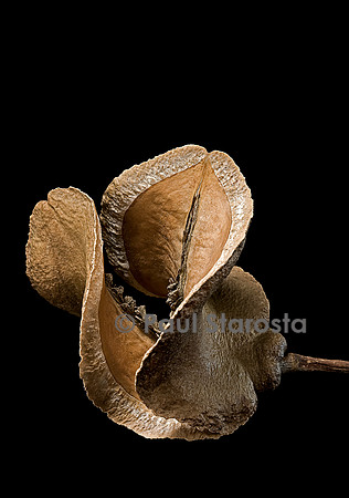 Jacaranda brasiliana (palissandre) - fruit