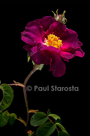Rosa gallica ‘Violacea’