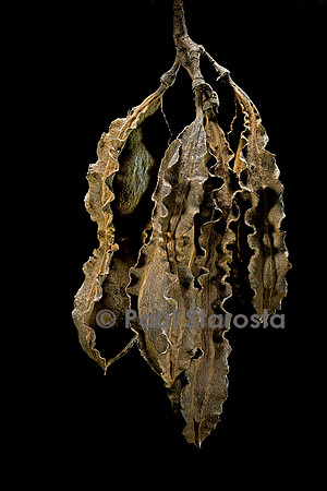 Mucuna gigantea ssp. quadrialata (liane cadoque, liane caiman, mort aux rats) - infrutescence