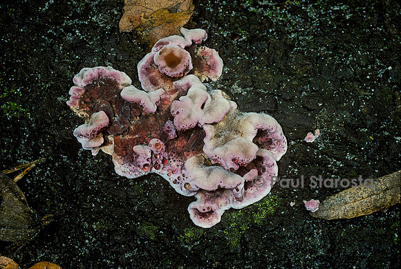 Chondrostereum purpureum (stérée pourpre)