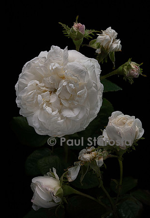 Rosa X damascena ‘Botzaris’