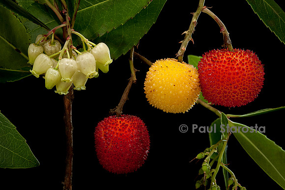 Arbutus unedo (arbousier)