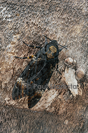 Acherontia atropos (sphinx tête-de-mort) - sur un tronc