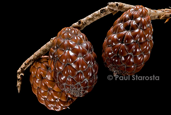 Raphia farinifera (palmier à raphia)- fruit