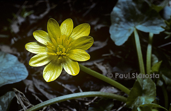 Ranunculus ficaria (ficaire)