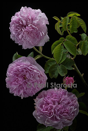 Rosa gallica ‘Gloire de France’