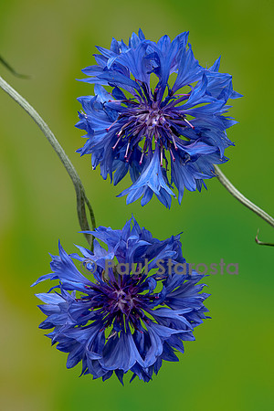 Centaurea cyanus (bleuet)