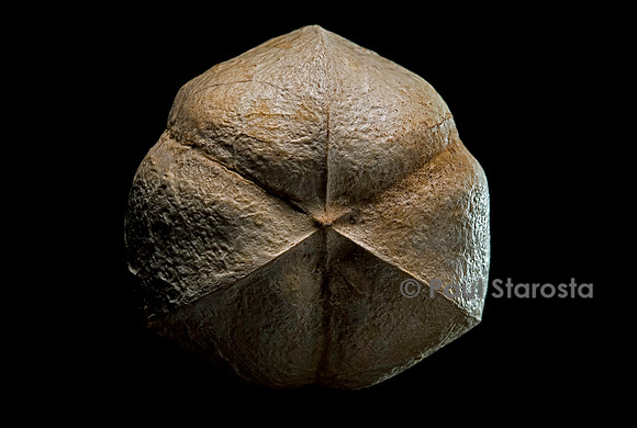 Excoecaria bussei - fruit