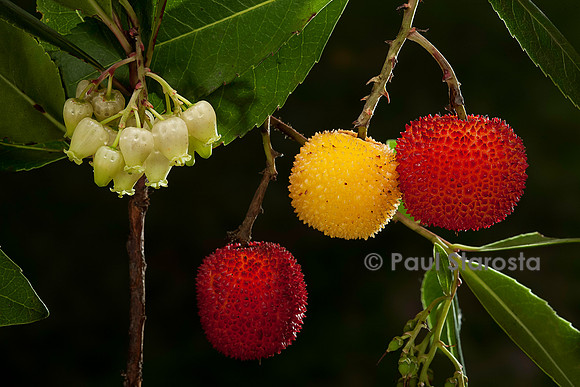 Arbutus unedo (arbousier)