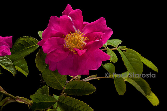 Rosa gallica 'Officinalis' (rose de Provins)