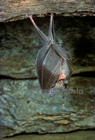 Rhinolophus hipposideros (petit fer à cheval, petit rhinilophe)