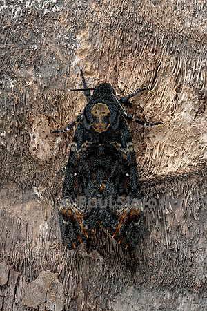 Acherontia atropos (sphinx tête-de-mort) - sur un tronc