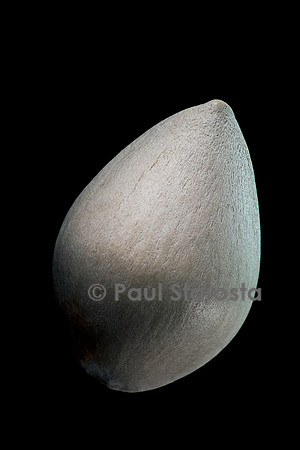 Ginkgo biloba (arbre aux mille écus, arbre des pagodes, arbre pondeur)