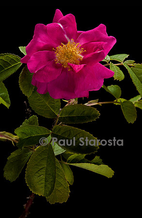 Rosa gallica 'Officinalis' (rose de Provins)