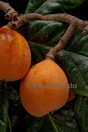Eriobotrya japonica (Néflier du Japon, bidacier, bidassier) - fruit