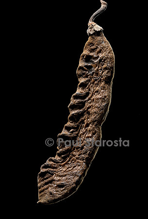 Mucuna flagellipes (koso) - fruit