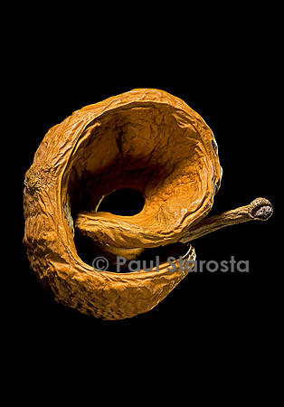 Faidherbia albida (balanzan, arbre blanc) - fruit