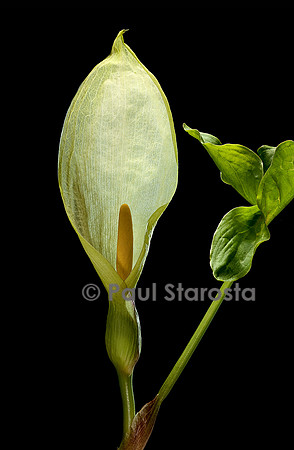 Arum italicum (arum d'Italie, gouet d'Italie)