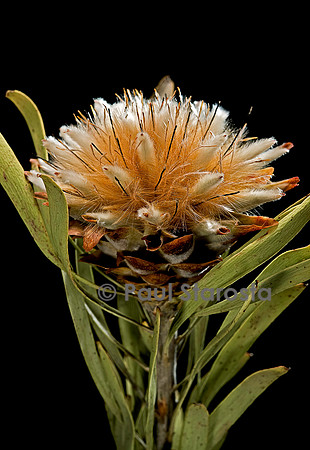 Leucadendron rubrum - fruit