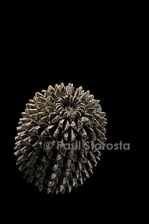 Casuarina equisetifolia (filao)