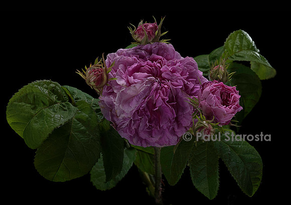 Rosa gallica ‘Thalie la Gentille’