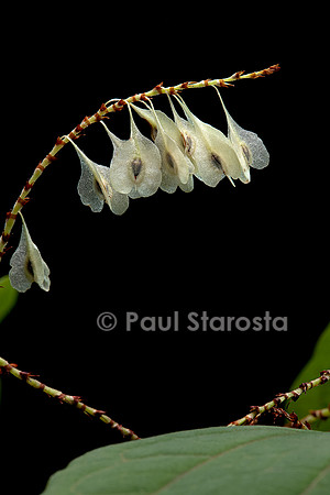 Reynoutria japonica (renouée du japon) - fruits