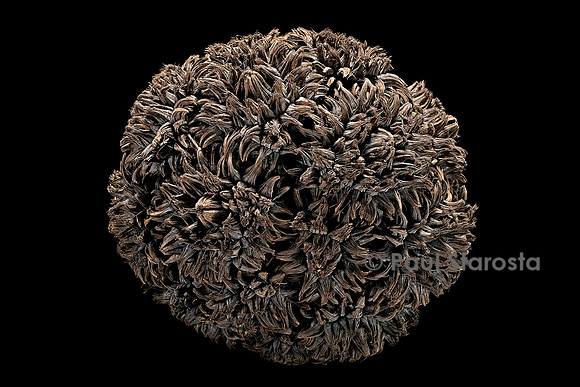 Phytelephas macrocarpa (arbre à ivoire) - fruit