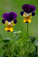Viola tricolor (pensée sauvage, pensée tricolore)