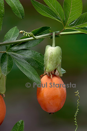 Passiflora caerulea (fleur de la Passion, passiflore bleue, grenadille) - fruit