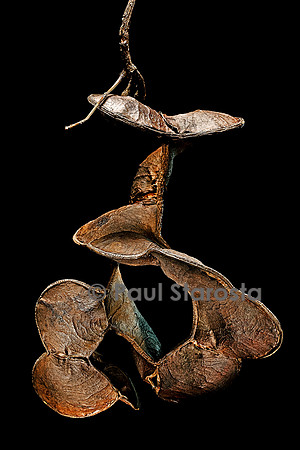 Entada gigas (cœur de mer) - fruit