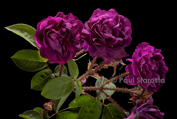Rosa X centifolia muscosa ‘William Lobb’