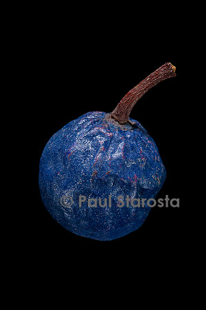 Elaeocarpus angustifolius (larme de Shiva, cerisier bleu) - fruit