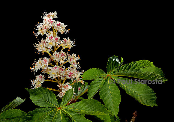 Aesculus hippocastanum (marronnier d'Inde) - inflorescence