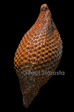 Salacca zalacca (salak) - fruit