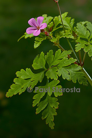 Geranium robertianum (herbe à Robert)